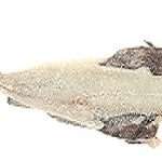 MERLUZZO B. VASCHETTE